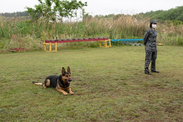 入間基地の警備犬がすごすぎた かざりのフォト日記 ニュース アームズマガジンウェブ
